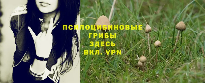 Псилоцибиновые грибы Psilocybe  kraken онион  Великие Луки 